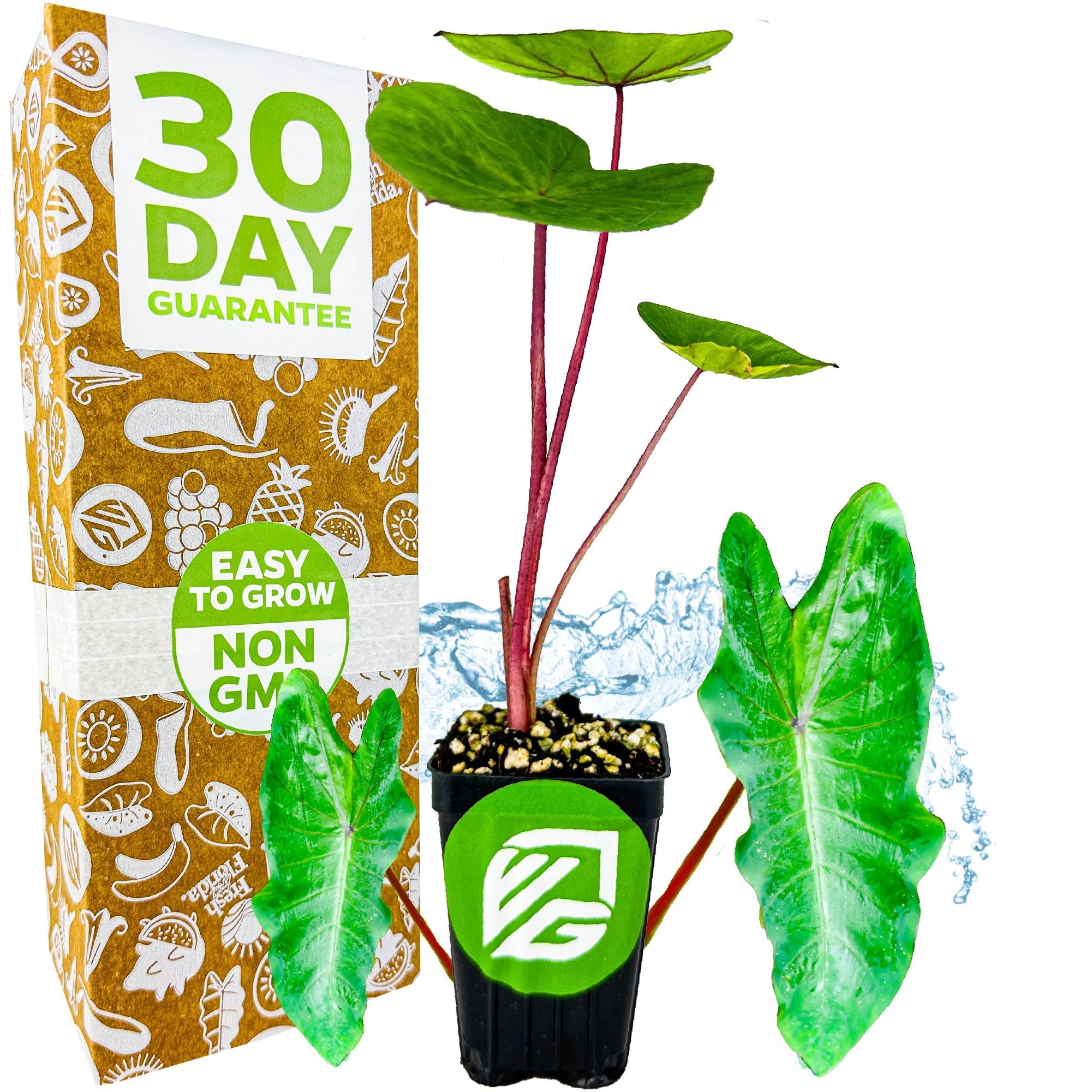 A Wellspring Gardens Hawaiian Punch Elephant Ear - Colocasia, with tall red stems and green leaves, is displayed before a 30 Day Guarantee, Easy to Grow, Non GMO box. Two large elephant ear leaves and splashing water are beside the plant.