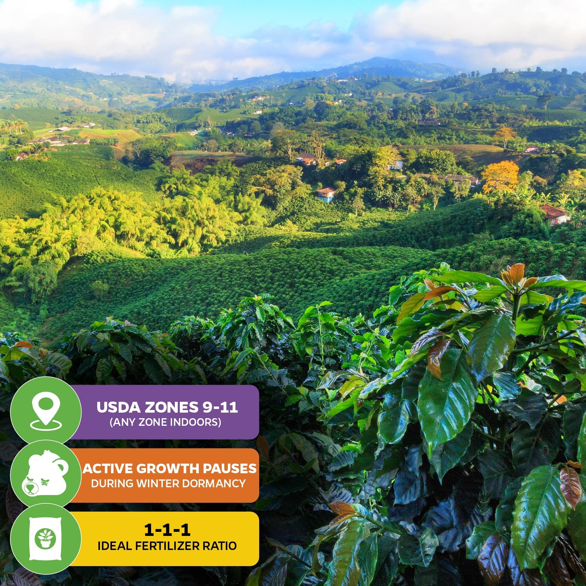 Enjoy a lush green hillside view with the Coffee Plant - Coffea arabica by Wellspring Gardens. Icons show USDA zones 9-11, winter dormancy, and a 1-1-1 fertilizer ratio—everything you need to grow your own coffee at home.