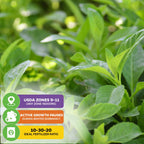 Close-up of Longevity Spinach (Gynura procumbens) from Wellspring Gardens. Icons show USDA zones 9-11 (indoors in any zone), winter dormancy pause, and 10-30-20 fertilizer—an excellent spinach alternative for salads.