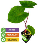 A Wellspring Gardens Hawaiian Punch Elephant Ear (Colocasia) features large, heart-shaped green leaves with vivid red stems. Icons show a 30-day guarantee, arrival height of 3–8", and deeper red coloration as it matures.