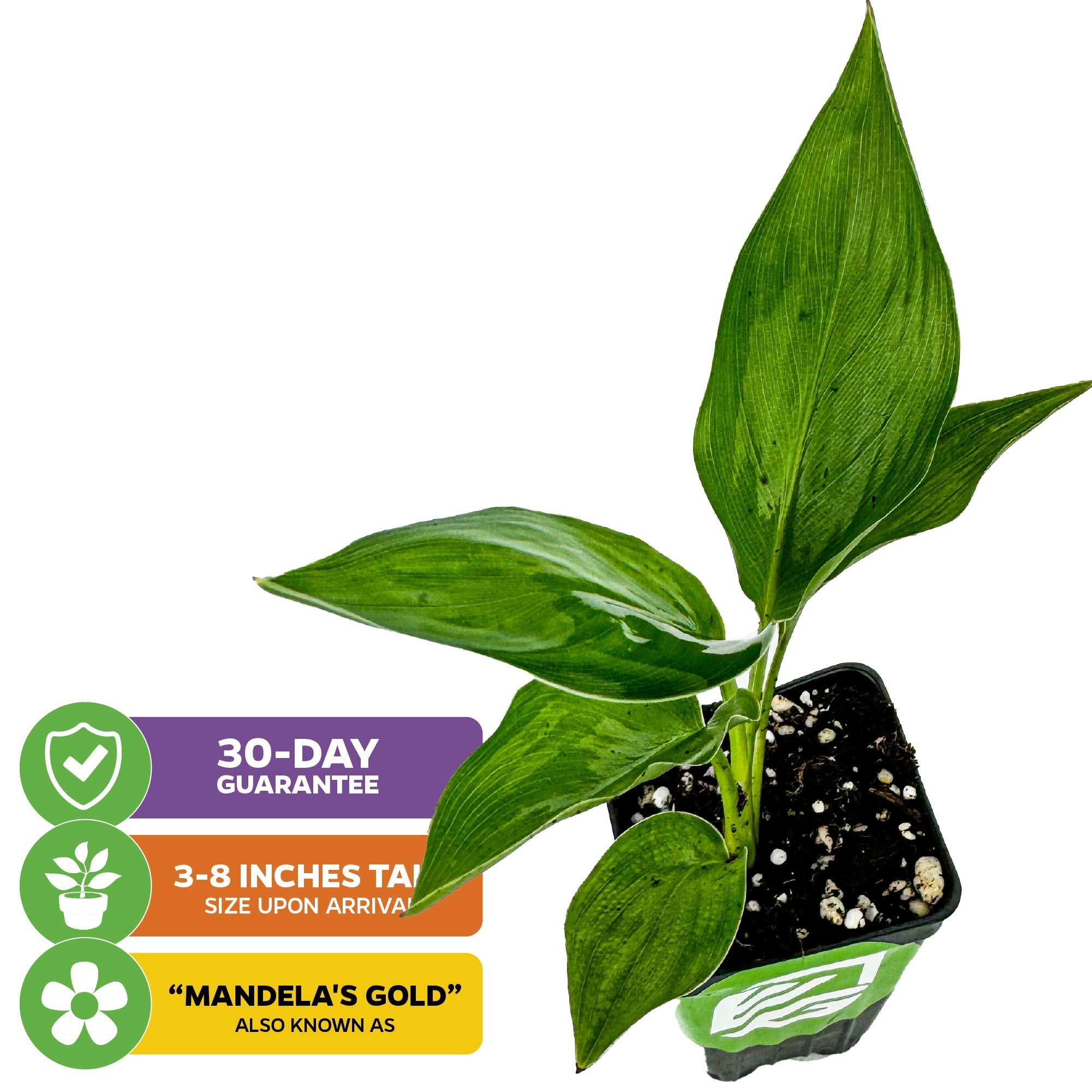 Mandela's Gold Bird of Paradise (Golden Yellow) by Wellspring Gardens is a potted perennial with large leaves, perfect for containers. Arrives 3-8" tall, comes with a 30-day guarantee.