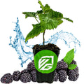A Natchez Blackberry (Rubus natchez) potted plant from Wellspring Gardens sits in soil, with green leaves, thornless blackberries, and water droplets. The pot features a green label with a white logo against a white background.