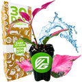 The Wellspring Gardens Alternanthera Party Time features vibrant pink and green leaves, set before packaging labeled 30 DAY GUARANTEE, with illustrated water splashes and tags for EASY TO GROW and NON GMO.