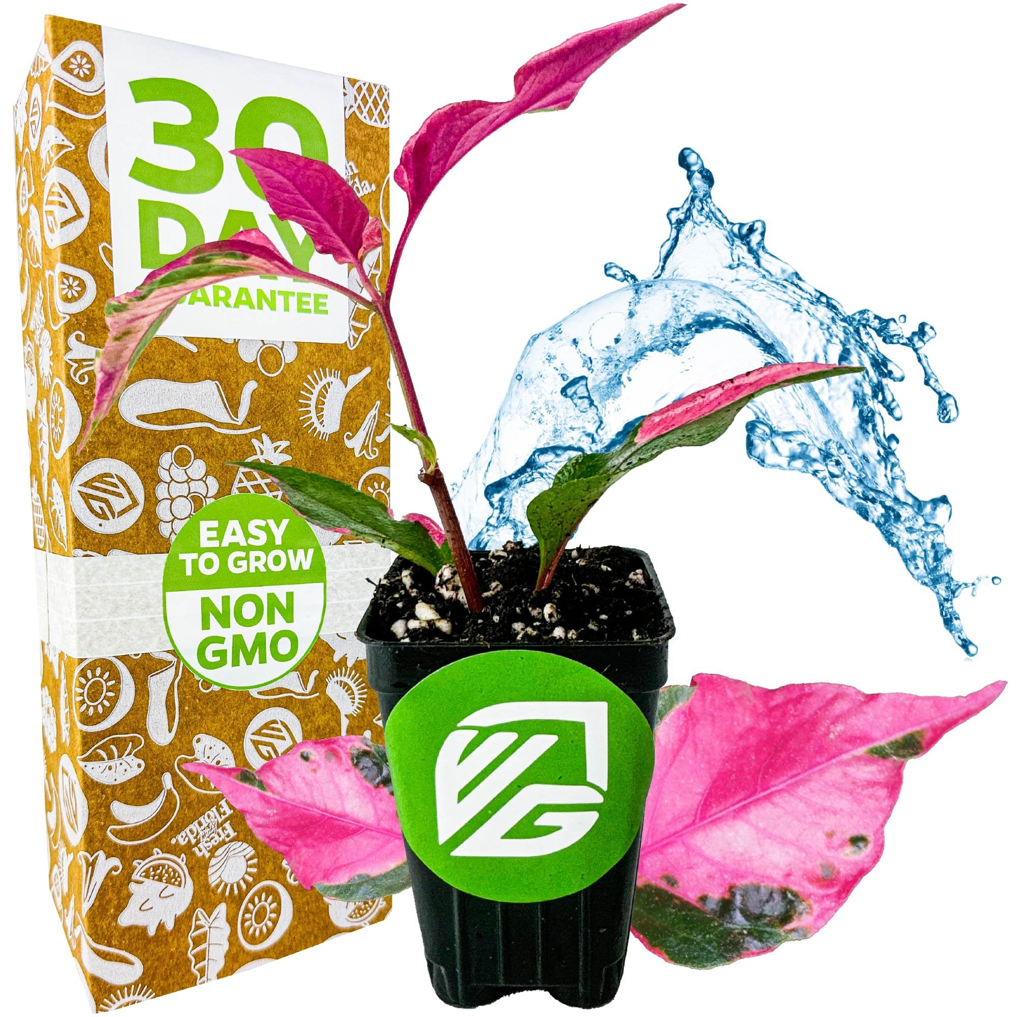 The Wellspring Gardens Alternanthera Party Time features vibrant pink and green leaves, set before packaging labeled 30 DAY GUARANTEE, with illustrated water splashes and tags for EASY TO GROW and NON GMO.
