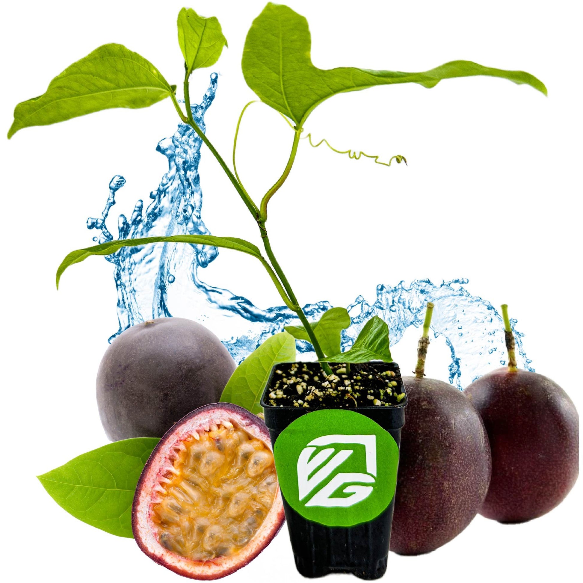 Purple Possum Passion Fruit - Passiflora edulis