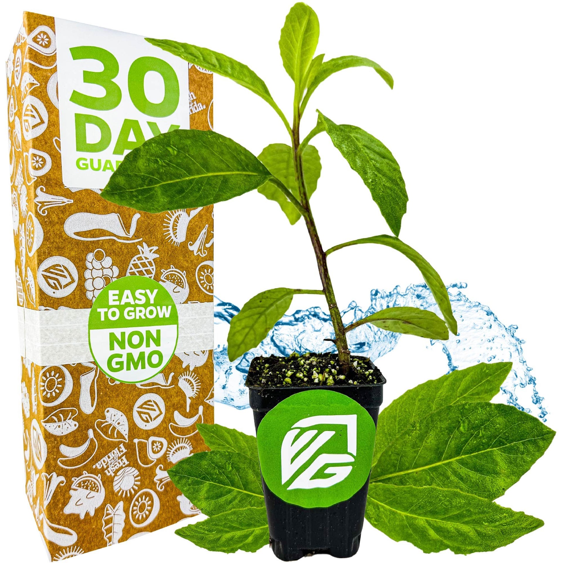 spinach plant fertilizer Longevity Spinach