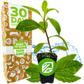 Wellspring Gardens' Longevity Spinach (Gynura procumbens) comes in a small black pot with a green logo, shown before a 30 Day Guarantee box. Packaging highlights Easy to Grow, Non GMO, with water splashes and leafy graphics—ideal for salads or spinach substitute.
