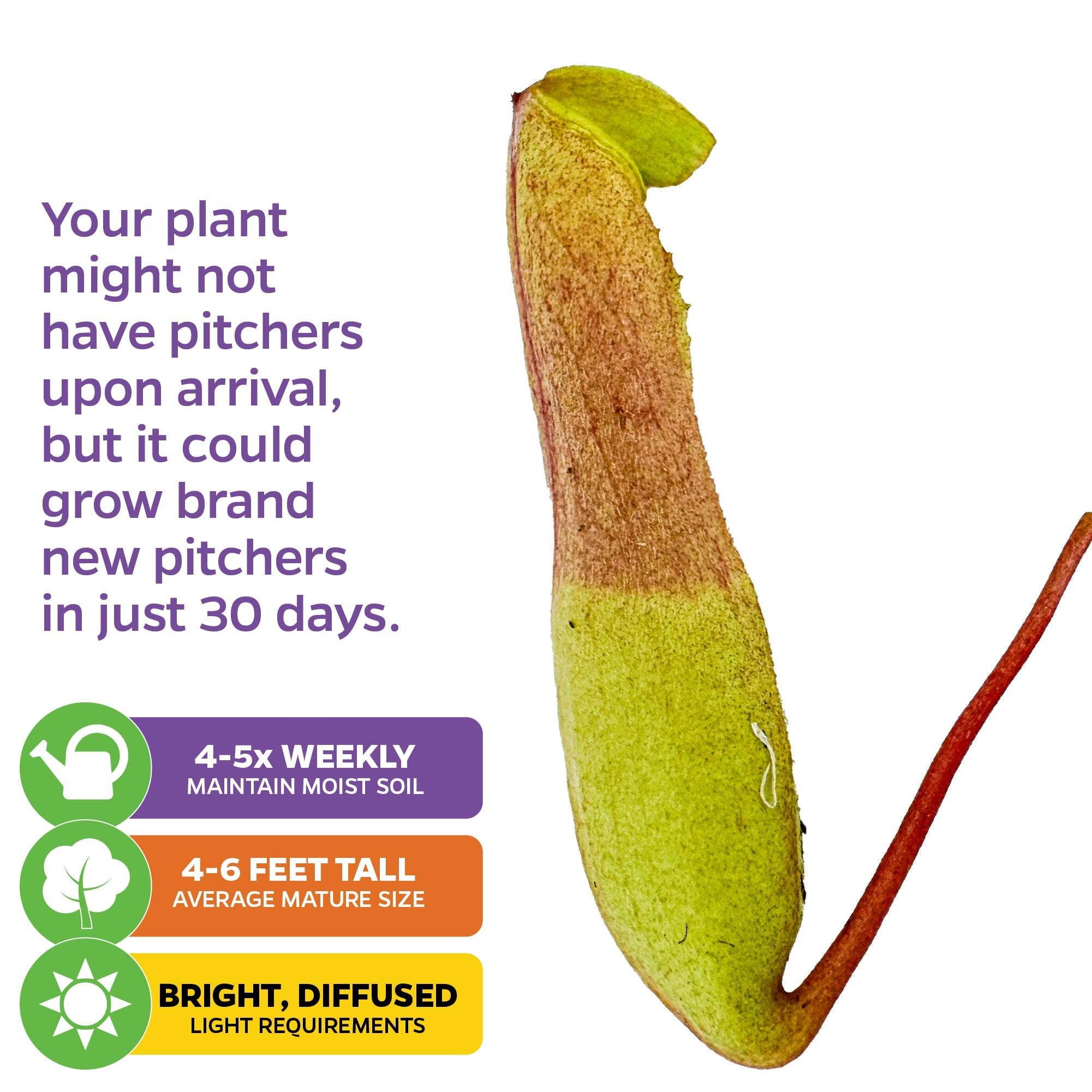 A Wellspring Gardens Ventricosa Carnivorous Pitcher Plant (Nepenthes ventricosa) pitcher shows text: new pitchers grow in 30 days, with care icons for 4–5x weekly watering, 4–6 feet mature size, and bright, diffused light.