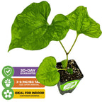 The Wellspring Gardens Long Pepper (Piper longum) is a small potted plant with large, heart-shaped green leaves. This unique medicinal spice arrives 3–8" tall, is perfect for indoor containers, and comes with a 30-day guarantee.