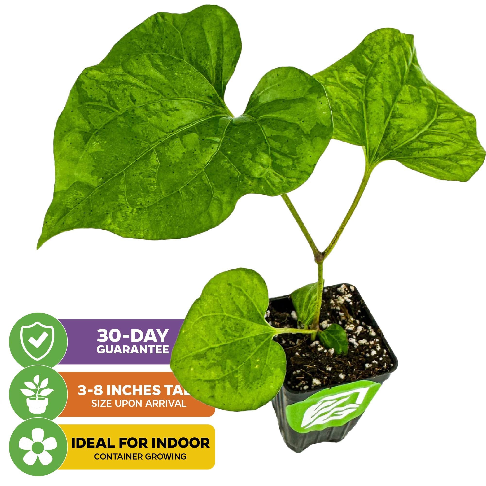 The Wellspring Gardens Long Pepper (Piper longum) is a small potted plant with large, heart-shaped green leaves. This unique medicinal spice arrives 3–8" tall, is perfect for indoor containers, and comes with a 30-day guarantee.