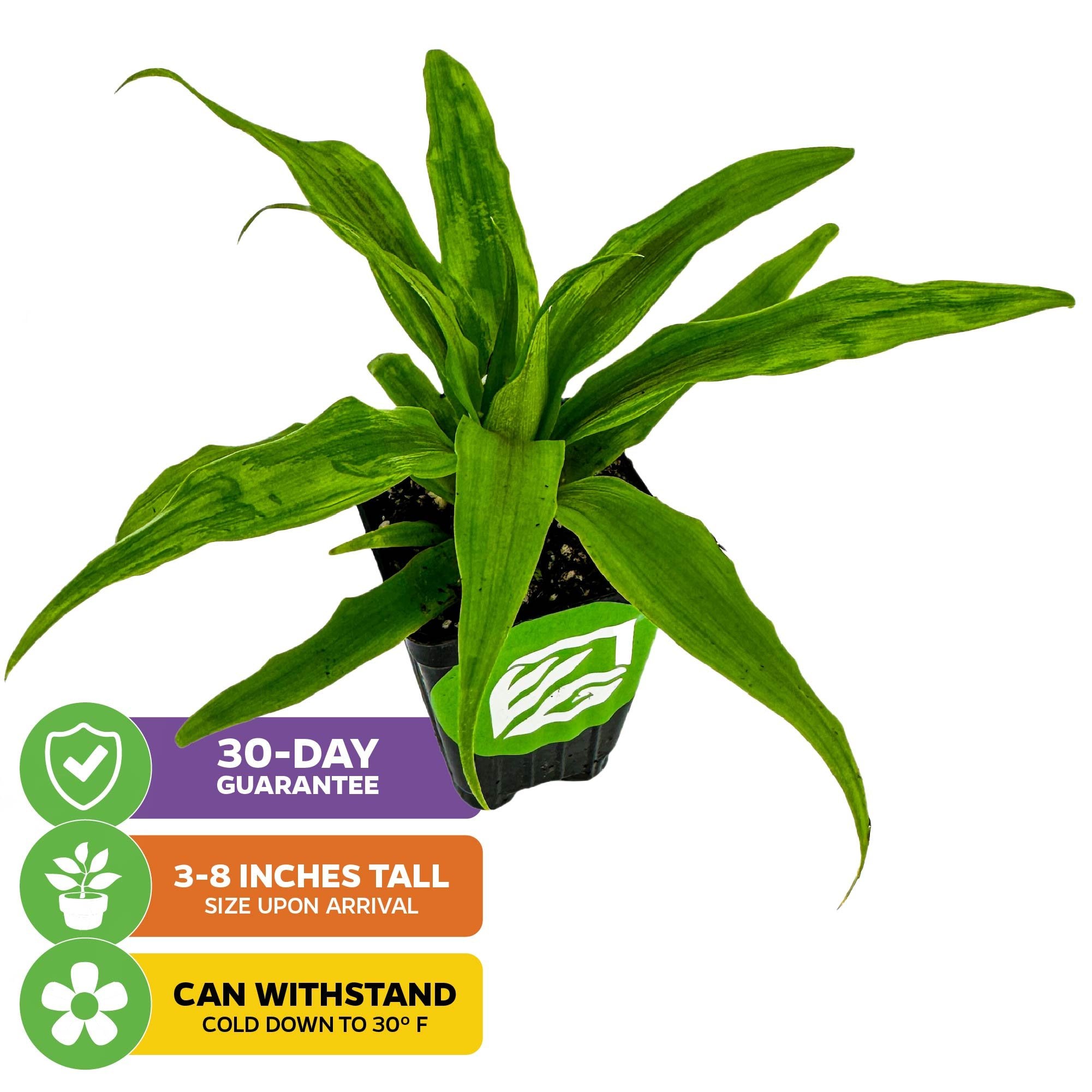 amazon pineapple plant Florida Special Pineapple