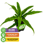 A Wellspring Gardens Florida Special Pineapple (Ananas comosus) with long green leaves sits on a white background. Icons highlight: 30-day guarantee, 3–8" tall at arrival, and cold-hardy to 30°F—ideal for growing golden pineapples in Florida gardens.