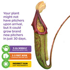 The Wellspring Gardens Miranda Carnivorous Pitcher Plant (Nepenthes miranda) needs indirect sunlight, watering 5–6 times a week, grows 2–3 feet wide, and may take up to 30 days after arrival for new pitchers to develop.