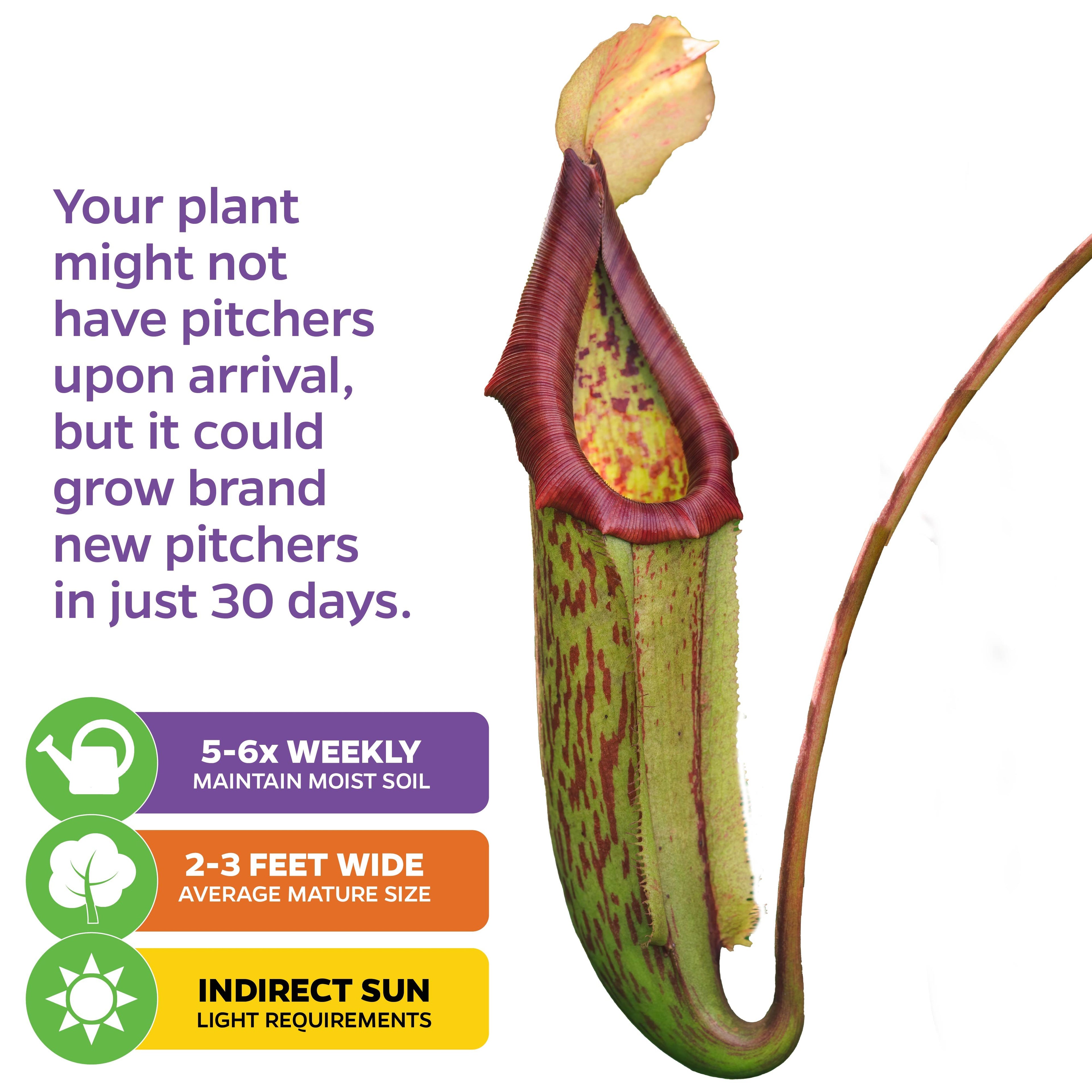 The Wellspring Gardens Miranda Carnivorous Pitcher Plant (Nepenthes miranda) needs indirect sunlight, watering 5–6 times a week, grows 2–3 feet wide, and may take up to 30 days after arrival for new pitchers to develop.