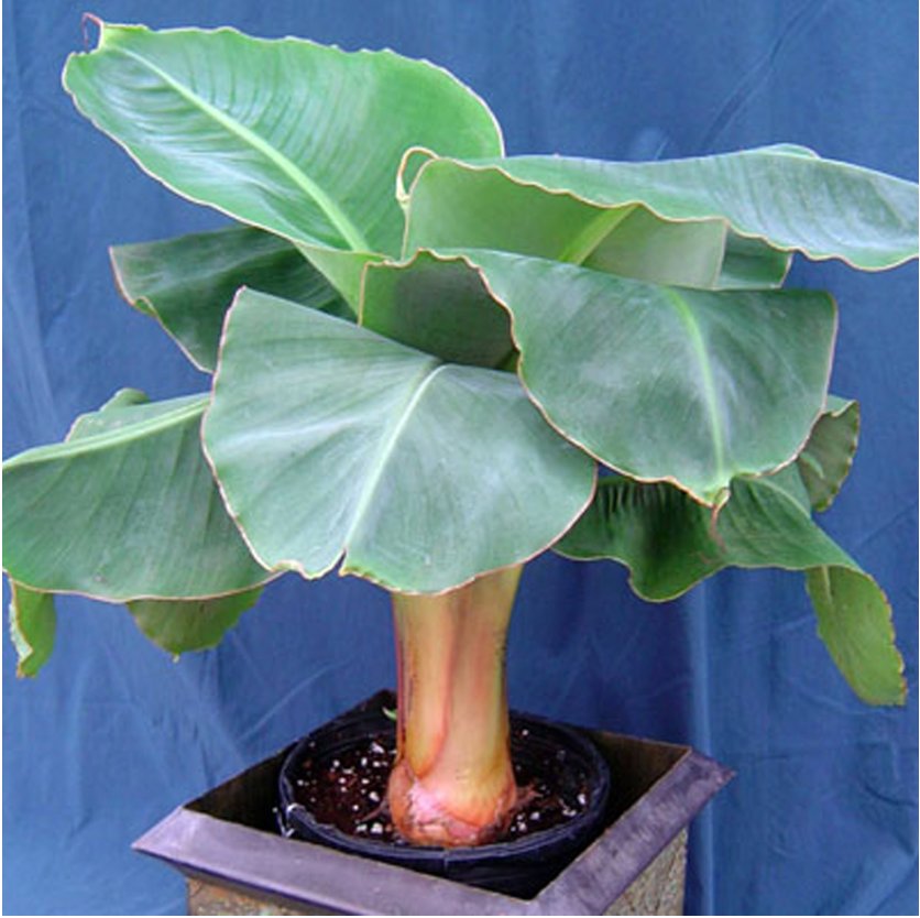 Little Prince Banana - Musa
