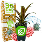 A Cathy Dwarf Red Pineapple (Ornamental) - Ananas nanus from Wellspring Gardens sits with pointed green leaves near packaging marked 30 Day Guarantee and Easy to Grow Non GMO, accented by two pink pineapples and water splashes.