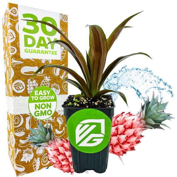 Cathy Dwarf Red Pineapple (Ornamental) - Ananas nanus – Wellspring