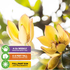 Close-up of two yellow Wellspring Gardens Banana Shrub (Magnolia figo) flowers with green leaves. Care: water 4-5x weekly, grows 6-8 ft tall, needs full or partial sun. Sunlight highlights the blooms.