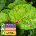 Close-up of a vibrant green Kiko's Crump ™ South Sea Salad Tree (Abelmoschus manihot) leaf by Wellspring Gardens, featuring red veins. Icons show care tips: USDA Zones 9–11, winter dormancy, and 10-30-20 fertilizer ratio.