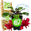 A potted Wellspring Gardens Cardinal Flower (Lobelia cardinalis) with broad green leaves sits before red flower spikes, near a box reading "30 Day Guarantee" and "Easy to Grow Non-GMO," with water splashing behind the plant.
