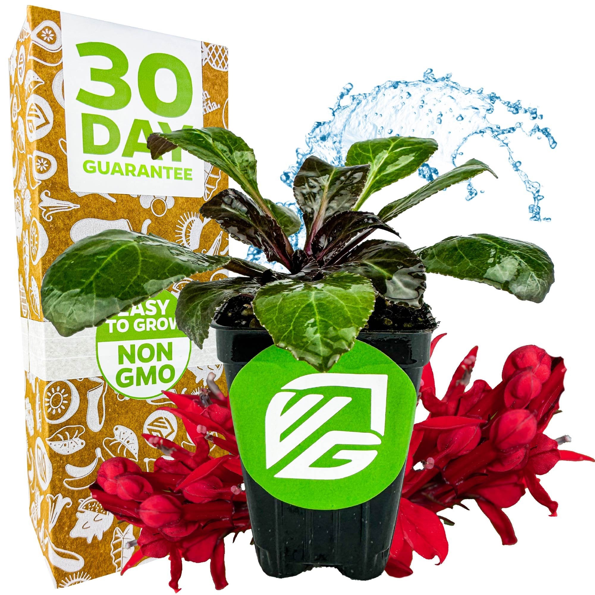 A potted Wellspring Gardens Cardinal Flower (Lobelia cardinalis) with broad green leaves sits before red flower spikes, near a box reading "30 Day Guarantee" and "Easy to Grow Non-GMO," with water splashing behind the plant.
