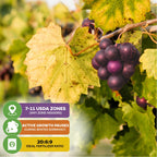 Alachua Muscadine Grape (Vitis rotundifolia) by Wellspring Gardens: clusters of ripe purple grapes hang from leafy vines. Grows in USDA zones 7-11, is self-fertile, growth slows in winter; use fertilizer with a 20:6:9 ratio.