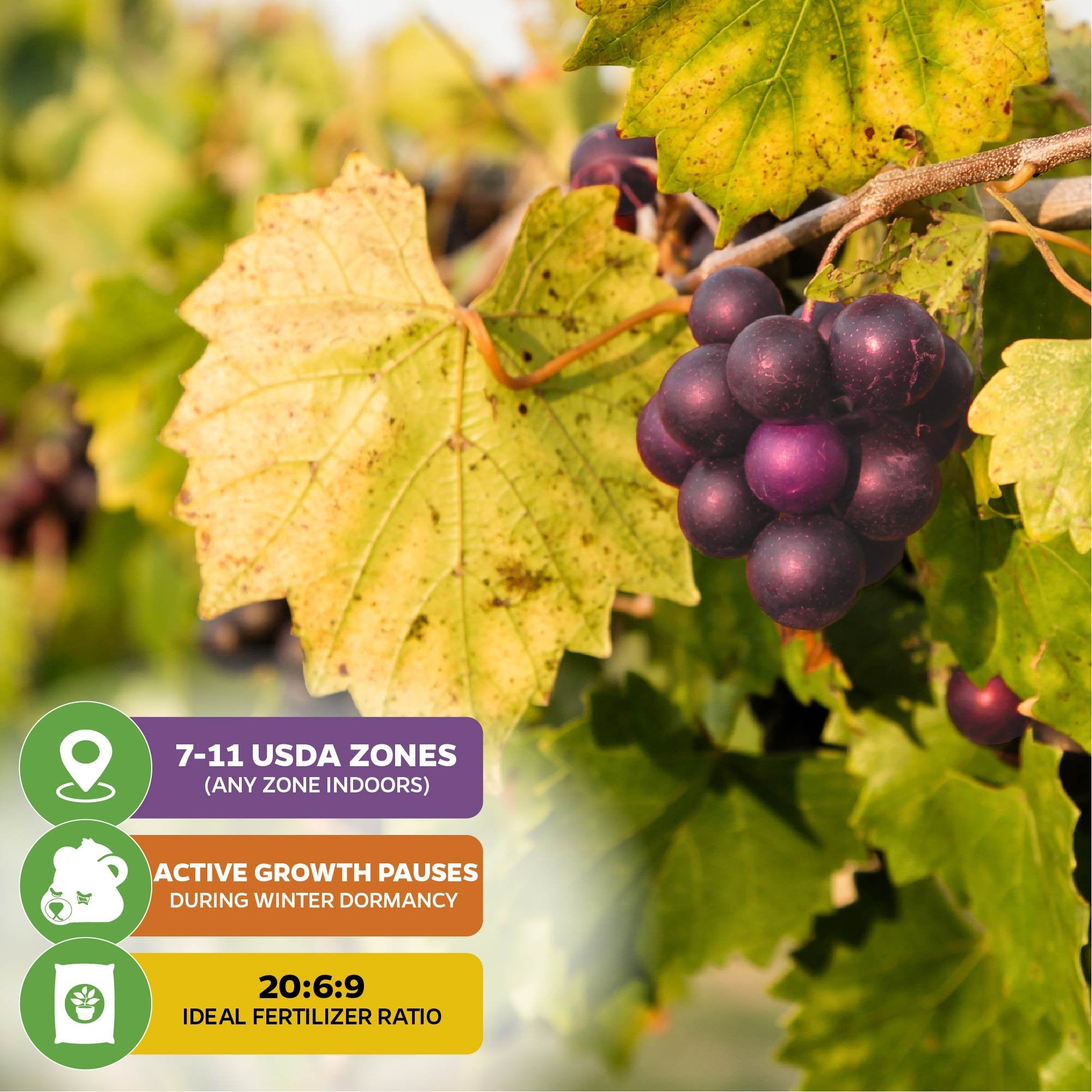 Alachua Muscadine Grape (Vitis rotundifolia) by Wellspring Gardens: clusters of ripe purple grapes hang from leafy vines. Grows in USDA zones 7-11, is self-fertile, growth slows in winter; use fertilizer with a 20:6:9 ratio.