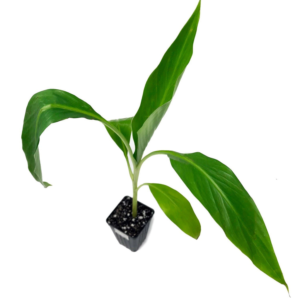 Aiuri Fe'i Banana - Musa