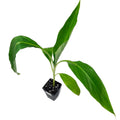 The Aiuri Fe'i Banana - Musa by Wellspring Gardens is a small potted plant with long, pointed green leaves on a single stem in a black plastic pot. This high vitamin A banana features unique orange skin. Isolated on white background.