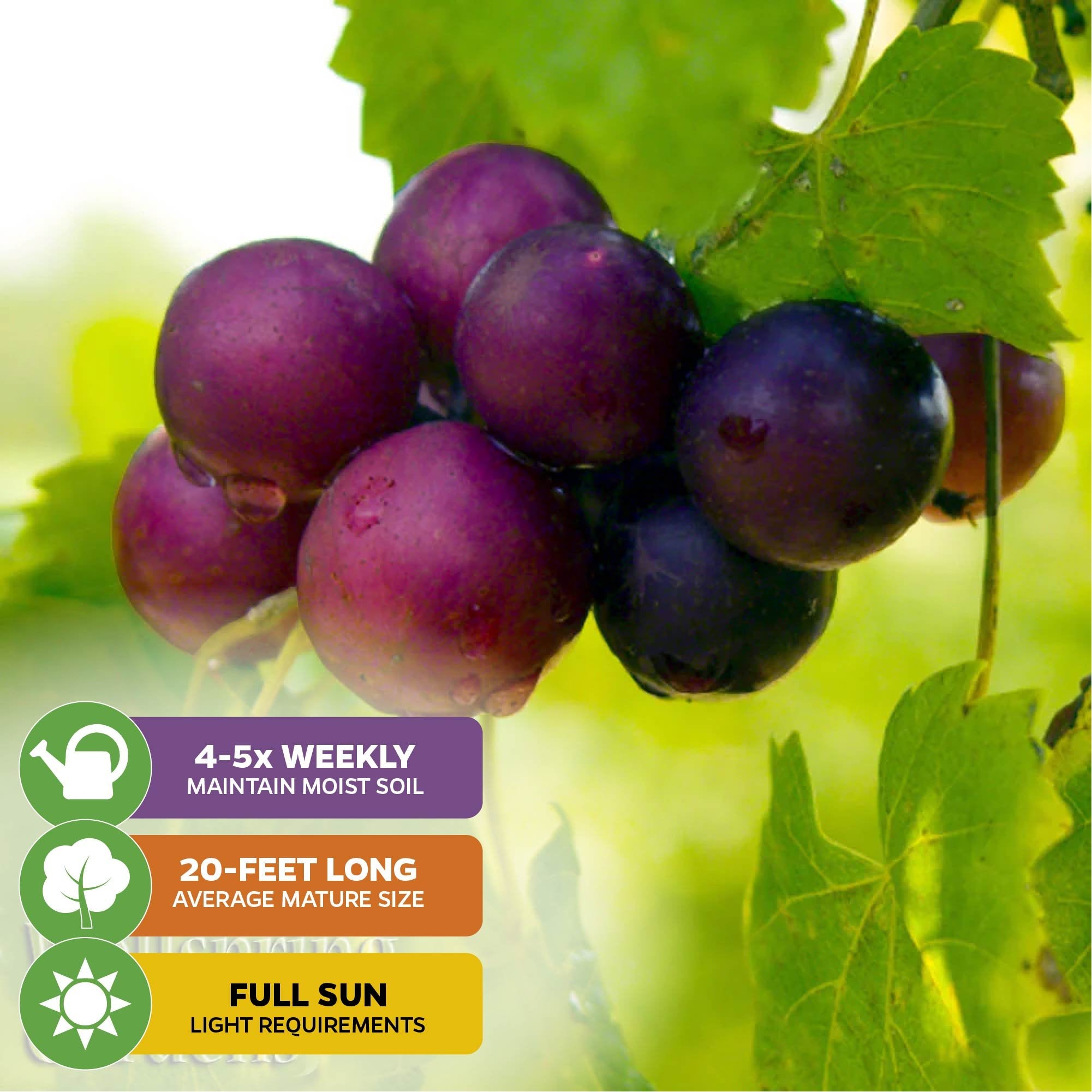 A cluster of ripe Alachua Muscadine Grapes (Vitis rotundifolia) from Wellspring Gardens hangs from a leafy vine. Care icons: water 4–5x weekly, matures to 20 ft, needs full sun. Self-fertile and disease-resistant variety.