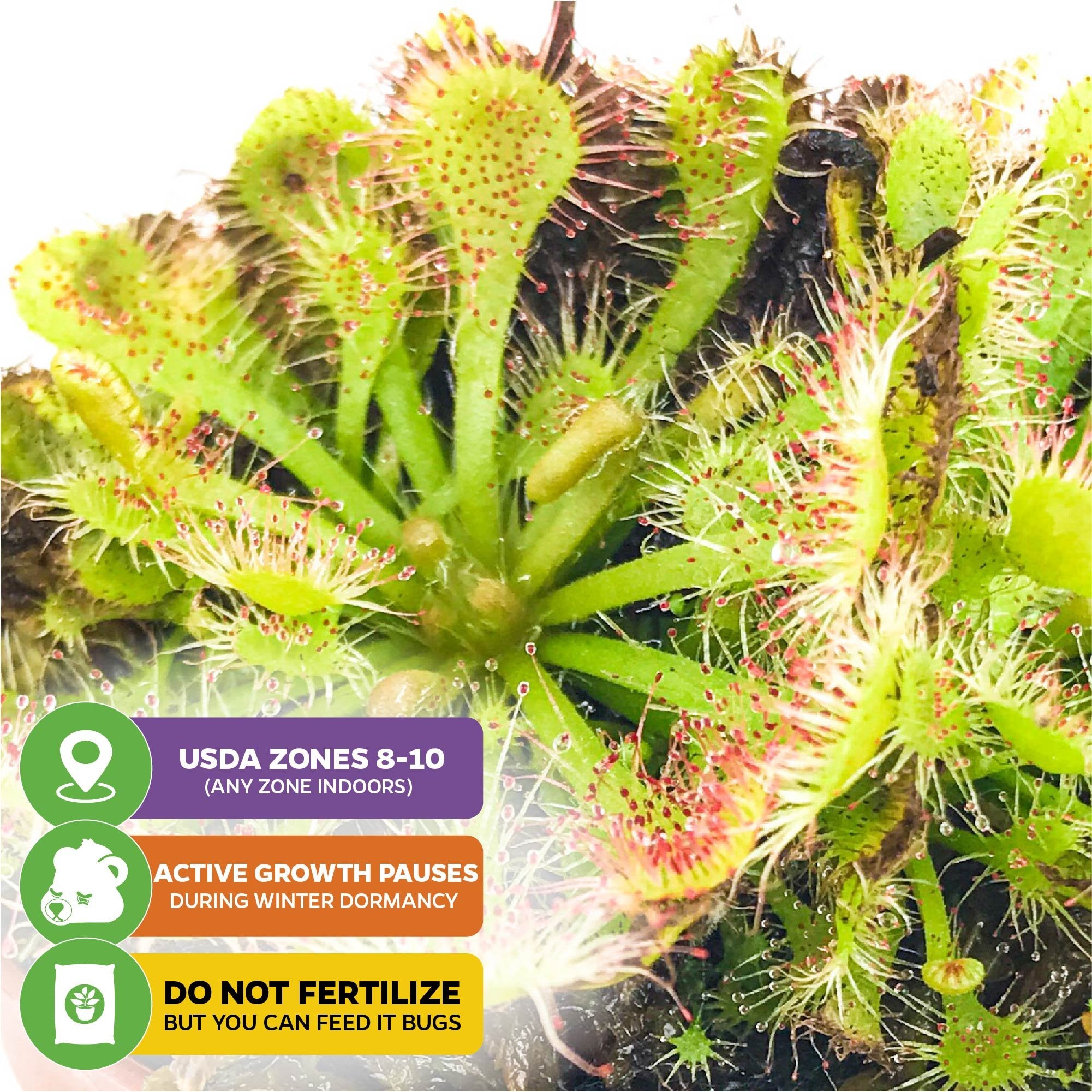 A close-up of Wellspring Gardens’ Spoonleaf Sundew Carnivorous (Drosera spathulata), with red-tipped sticky hairs. Tips: grows indoors or USDA zones 8–10, needs winter dormancy, and catches bugs for food instead of fertilizer.