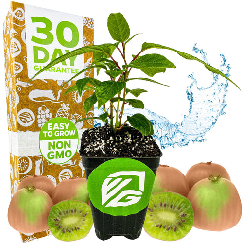 fertilizing kiwi plants Prolific Hardy Kiwi Live Plant - Actinidia arguta