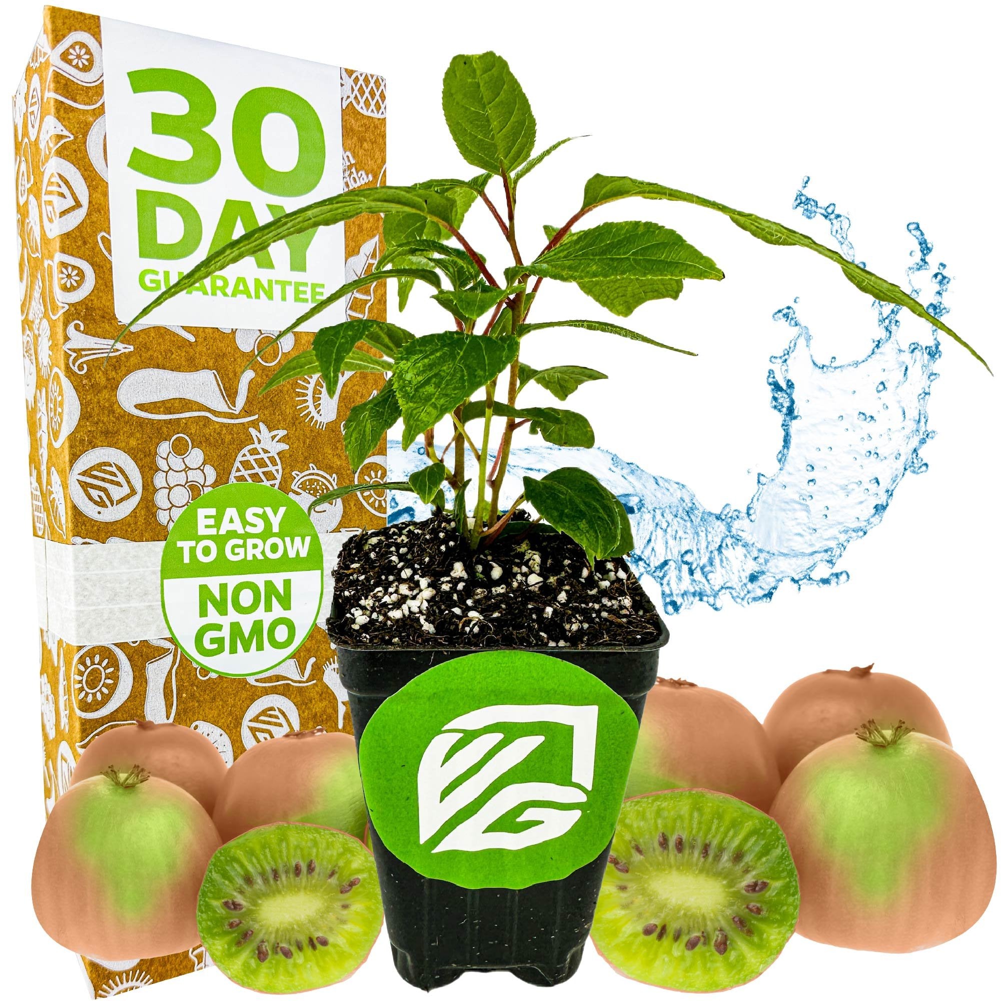 A Wellspring Gardens Prolific Hardy Kiwi (Actinidia arguta) potted plant with green leaves is shown before whole and sliced kiwis, with a splash of water and a box displaying 30 Day Guarantee, Easy to Grow, and Non GMO.