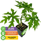 A small Mayan Spinach (Chaya) plant by Wellspring Gardens, 3–8" tall on arrival with green, deeply lobed leaves—a tasty edible for pollinator gardens. Includes 30-day guarantee; attracts butterflies and beneficial insects.