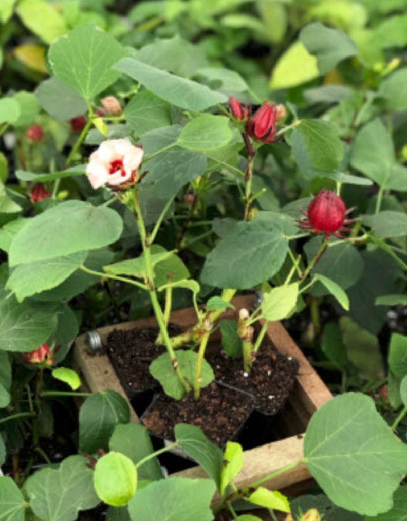 A young Florida Cranberry (Hibiscus sabdariffa) plant from Wellspring Gardens grows in a wooden planter, with green leaves, a pale pink flower, and red buds—often used to make hibiscus tea—visible.