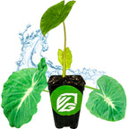 A potted Nancyana Elephant Ear (Nancy's Revenge) - Colocasia by Wellspring Gardens stands against a white background. The plant has large green leaves with cream variegation, a water splash behind it, and the pot features a green logo with white letters.