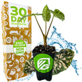 A Wellspring Gardens Hilo Beauty Elephant Ear - Alocasia, featuring striking camouflage-patterned leaves, sits in a pot. Nearby, a box states: 30 DAY GUARANTEE, EASY TO GROW, NON GMO—ideal for container gardening fans.