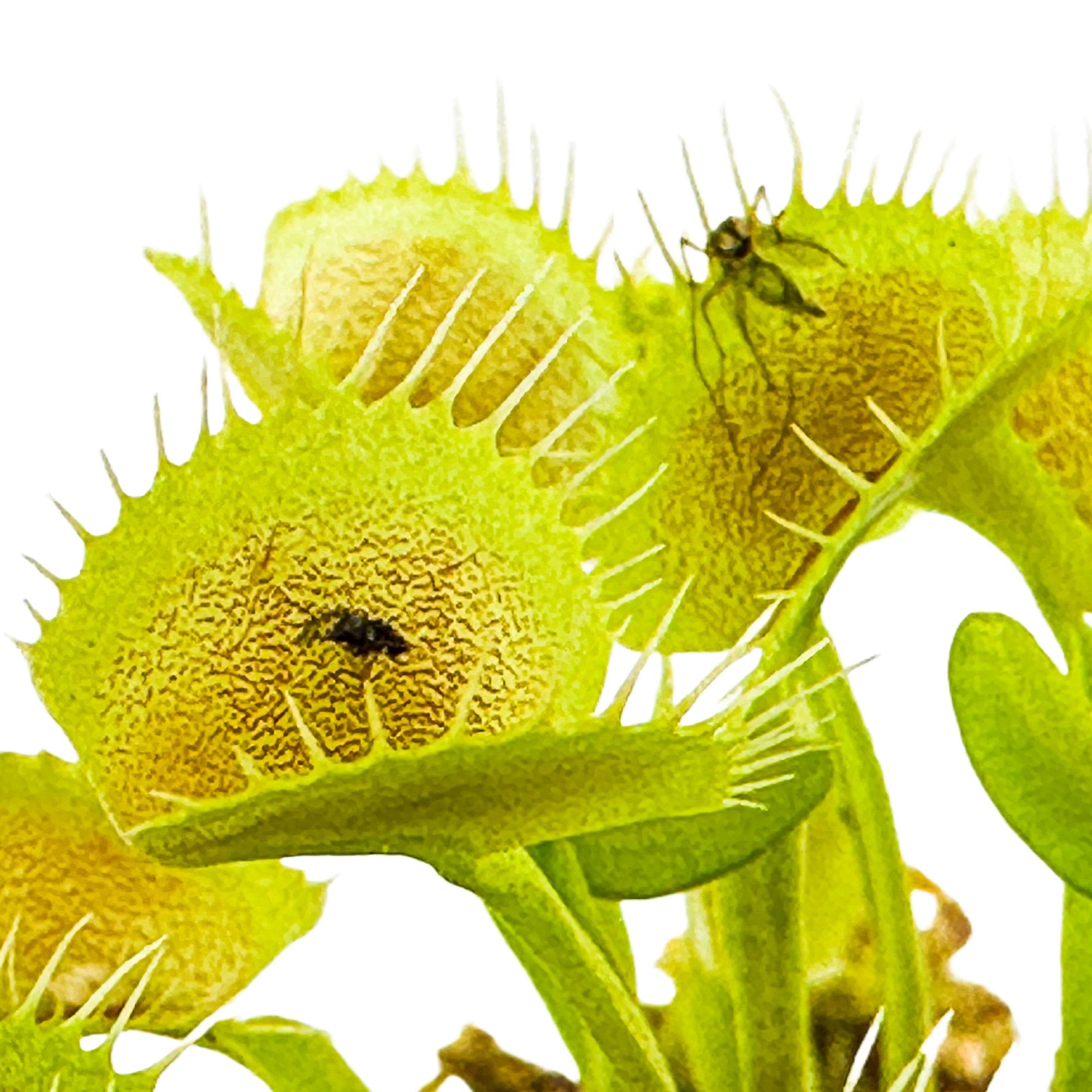 Close-up of the King Henry Venus Fly Trap Carnivorous Plant by Wellspring Gardens, its green jaws open with spiky edges, trapping a small black insect inside while another crawls on the plant’s surface against a white background.