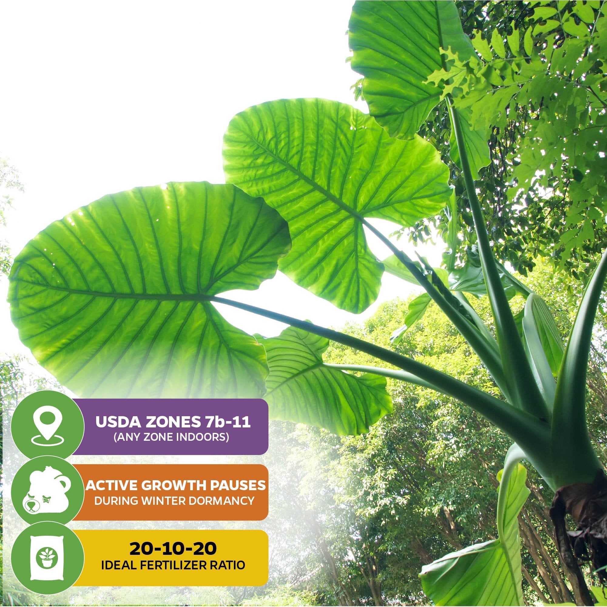 Borneo Giant Elephant Ear - Alocasia macrorrhiza by Wellspring Gardens: Large green leaves seen from below in sunlight, with icons for USDA zones 7b–11, mature height, winter growth pause, and 20-10-20 fertilizer.