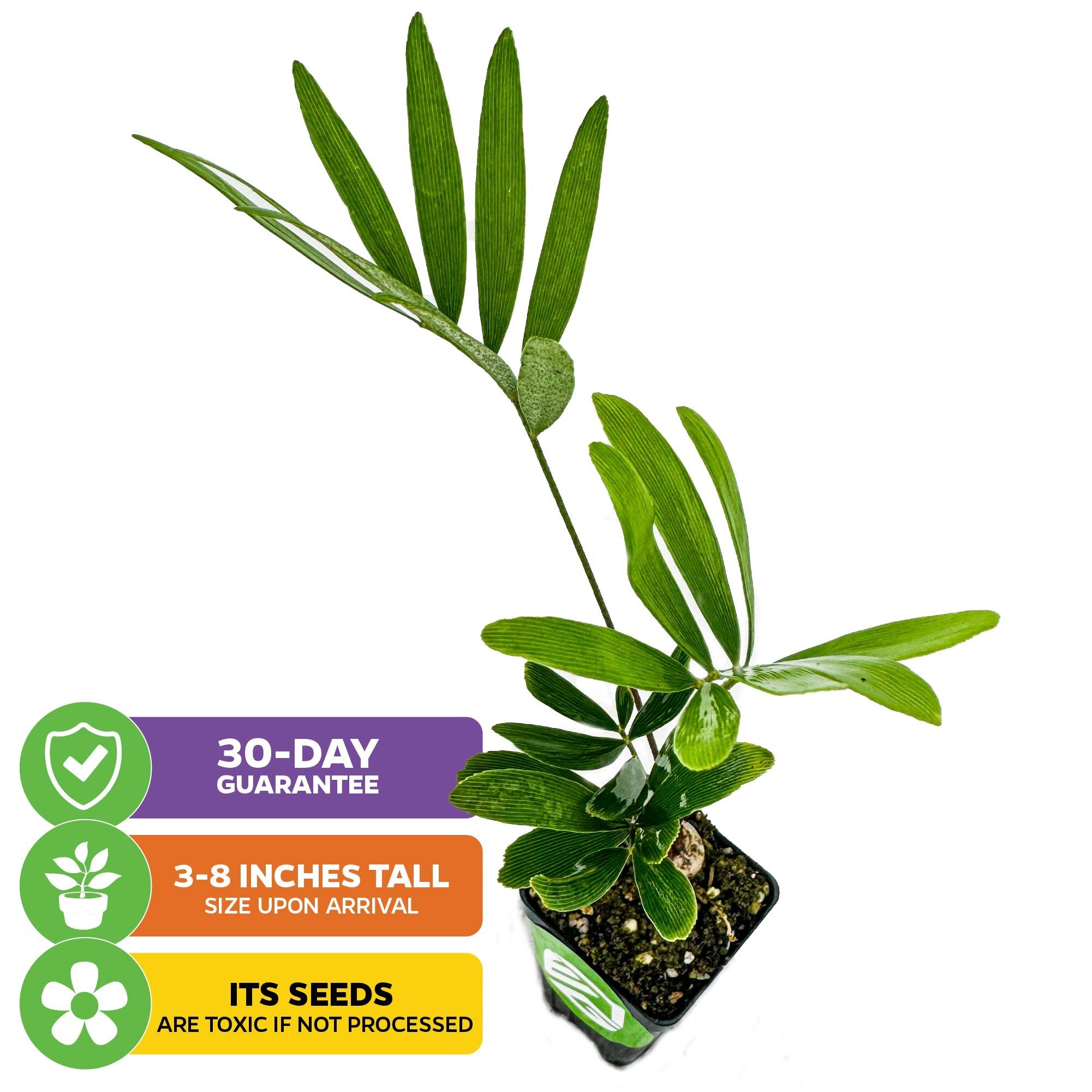 A small Coontie Palm Cycad (Florida Arrowroot) - Zamia integrifolia from Wellspring Gardens, arrives 3-8" tall with slender green leaves. 30-day guarantee. Seeds, like many native Florida plants, are toxic if not processed.