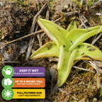 The Butterwort - Pinguicula primuliflora by Wellspring Gardens is a yellow-green carnivorous plant trapping insects on its leaves. It thrives in wet soil, grows up to 8 inches tall, and needs full or filtered sun amid moss and dried leaves.