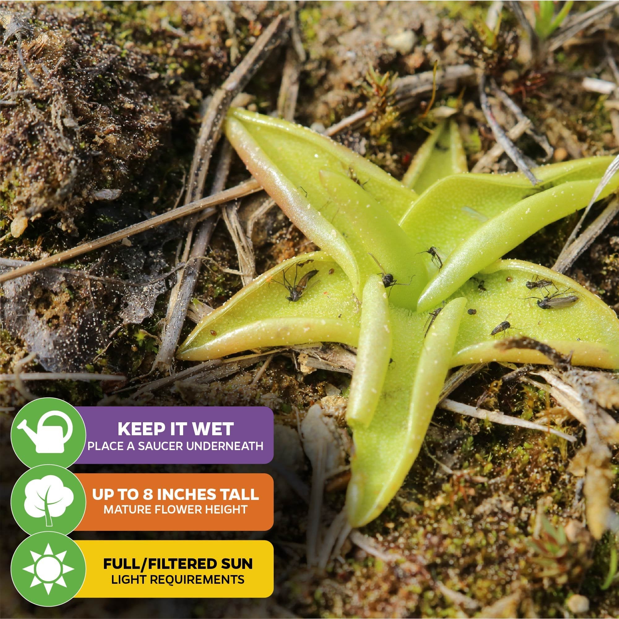 The Butterwort - Pinguicula primuliflora by Wellspring Gardens is a yellow-green carnivorous plant trapping insects on its leaves. It thrives in wet soil, grows up to 8 inches tall, and needs full or filtered sun amid moss and dried leaves.