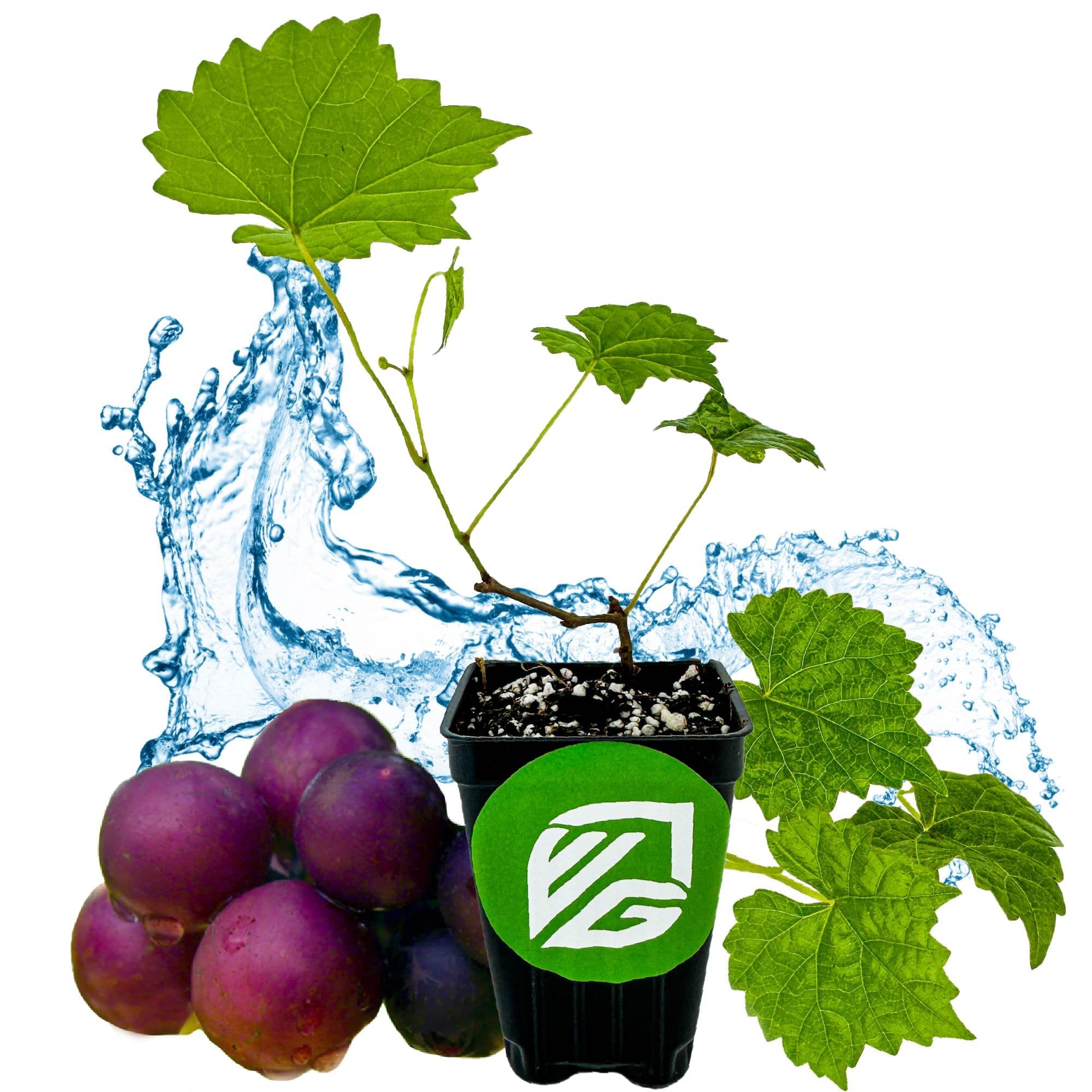 The Alachua Muscadine Grape (Vitis rotundifolia) seedling by Wellspring Gardens comes in a black pot with a green logo, surrounded by purple grapes, green leaves, and splashes of water on a white background.