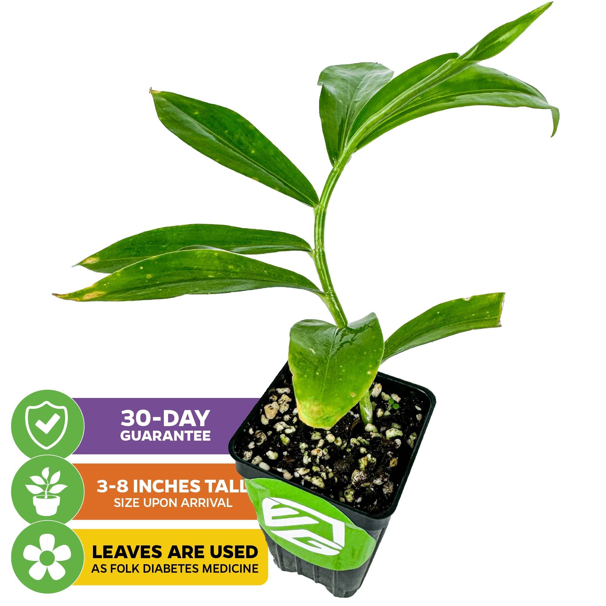 insulin plant indoor or outdoor Insulin Plant (Painted Spiral Ginger)