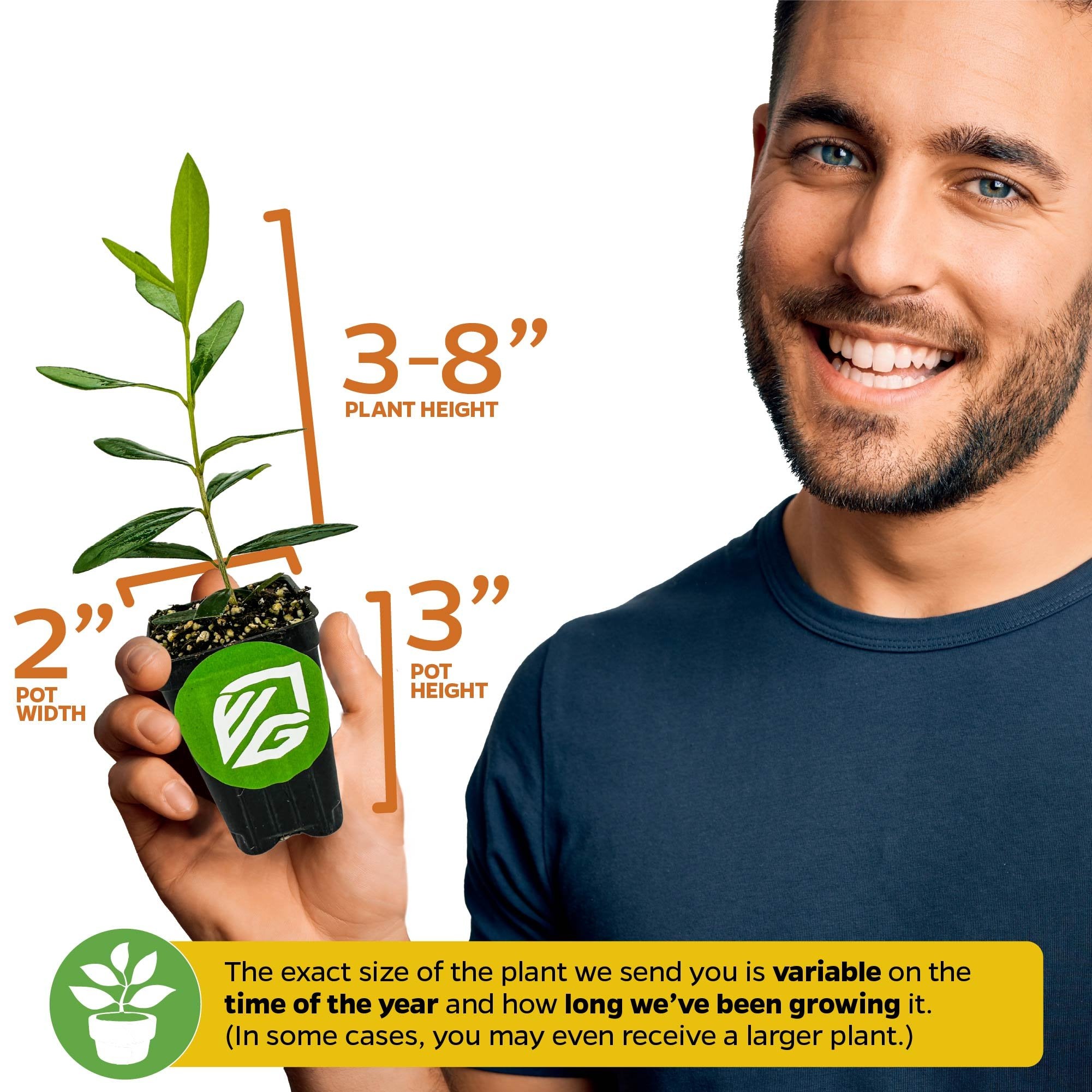 Leccino Olive Tree - Olea europaea – Wellspring Gardens