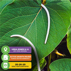Close-up of large green leaves and two slender white seed pods from the Mexican Pepperleaf (Piper auritum) by Wellspring Gardens. Three info boxes list USDA zones 8-11, winter dormancy, and 20-20-20 fertilizer ratio.