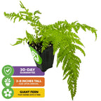 The Wellspring Gardens Australian Tree Fern (Lacy Tree Fern) – Cyathea cooperi arrives 3-8" tall with bright green leaves, grows into a shade giant, and includes a 30-day guarantee.