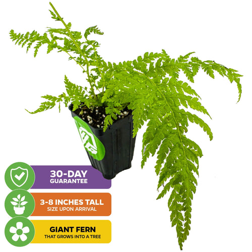 The Wellspring Gardens Australian Tree Fern (Lacy Tree Fern) – Cyathea cooperi arrives 3-8" tall with bright green leaves, grows into a shade giant, and includes a 30-day guarantee.
