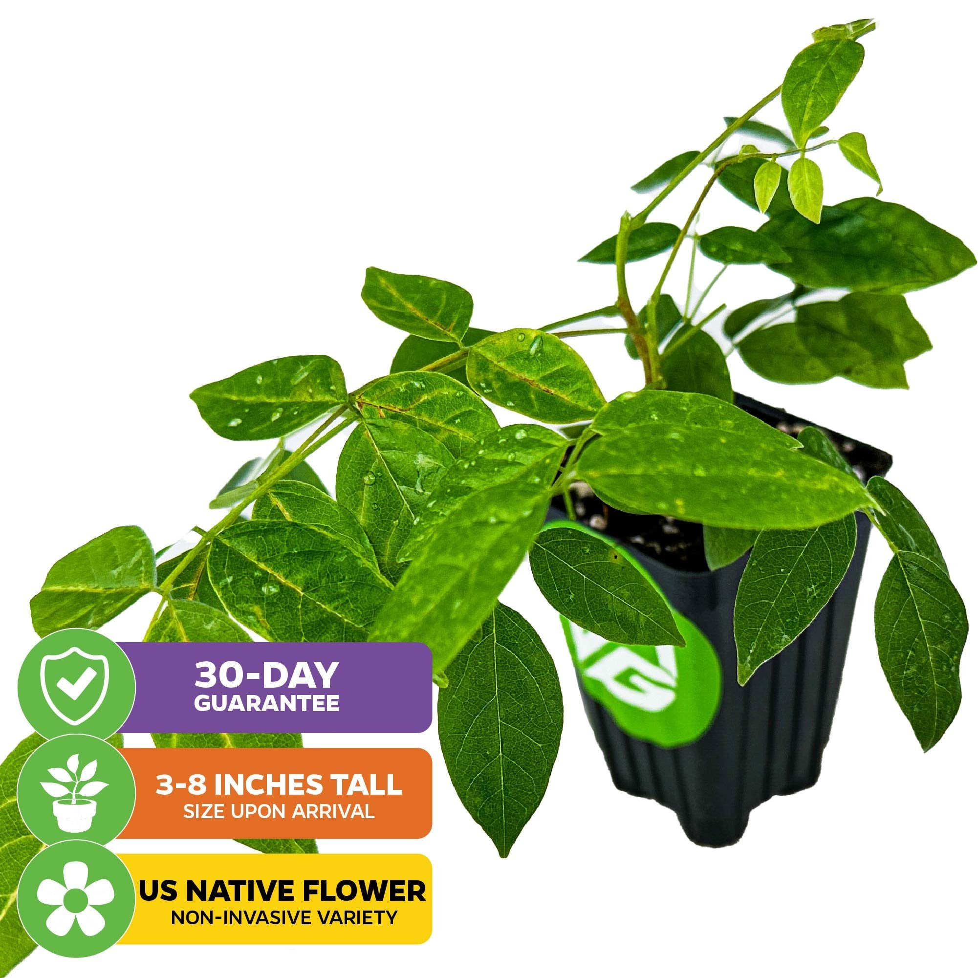 A potted Wisteria (Amethyst Falls) by Wellspring Gardens with oval leaves is displayed. Icons show a 30-day guarantee, 3–8" expected arrival height, and that it’s a non-invasive US native Wisteria frutescens variety.