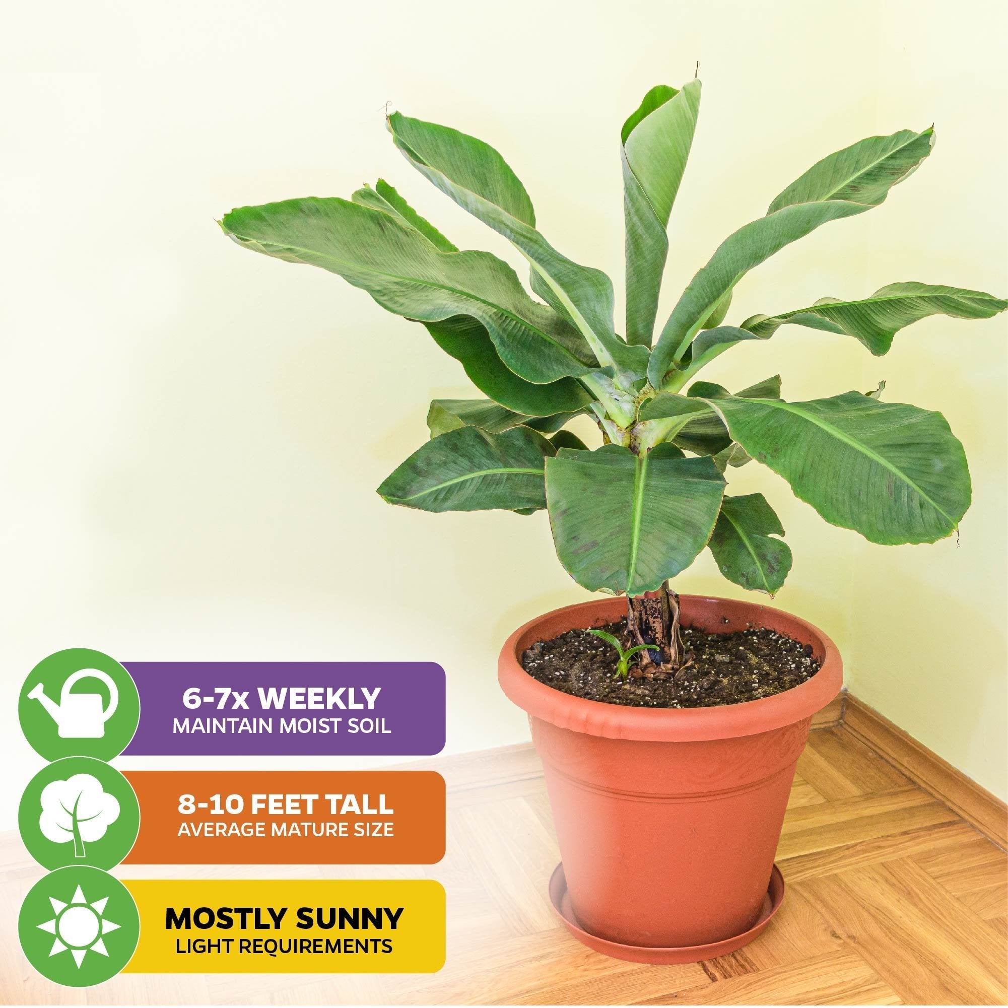 Dwarf Cavendish Banana Tree - Musa – Wellspring Gardens